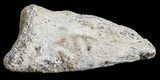 Small Struthiomimus Toe Claw - Montana #52811-1
